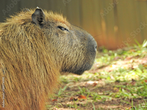 Close-up of a capybara's face seen in profile. It has a serene expression. Photographed in a park. Fur with golden tones. This animal is a mammal native to South America.
