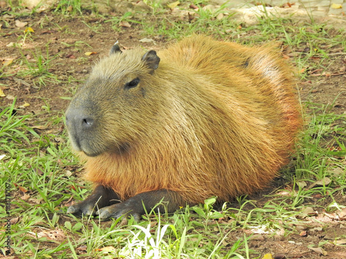 Close-up of a capybara in profile, in a park, lying on a dirt floor with some grass, resting and sunbathing. Fur with golden tones. This animal is a mammal native to South America.