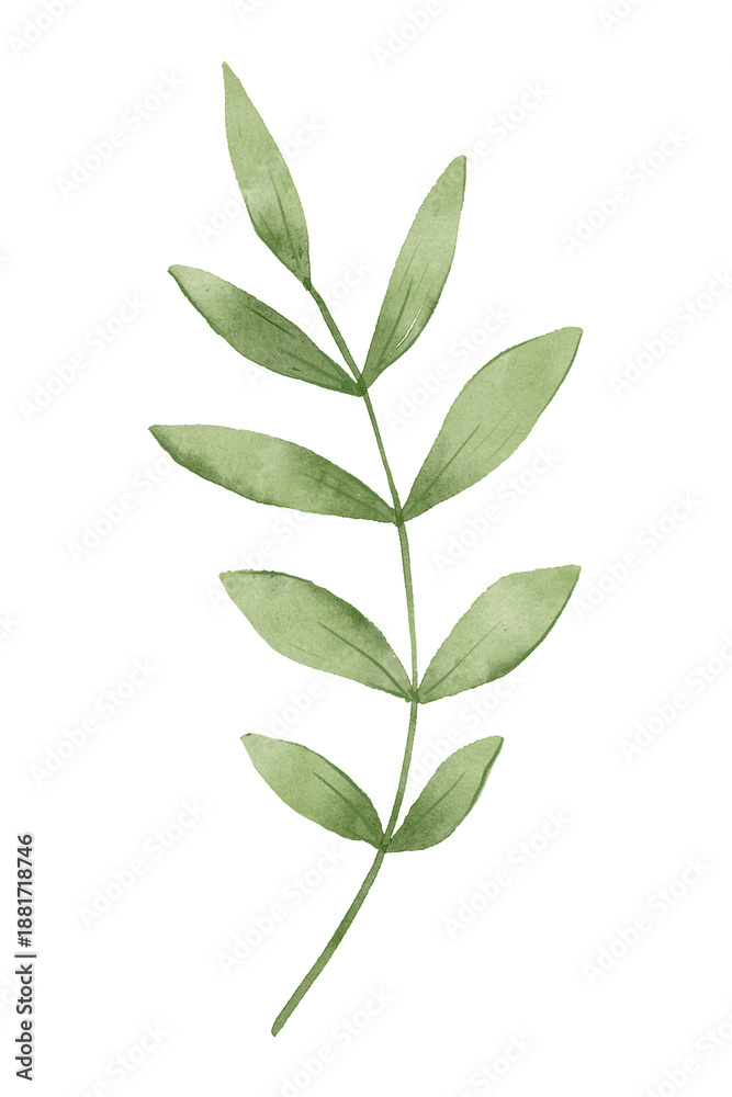 Obraz premium Leaves watercolor. Hand painting floral illustration. Green leaf, plant, foliage, branch isolated on white background.