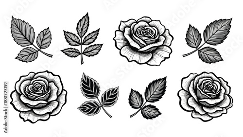 black and white roses and leaves illustration set in various styles and shapes combined high quality