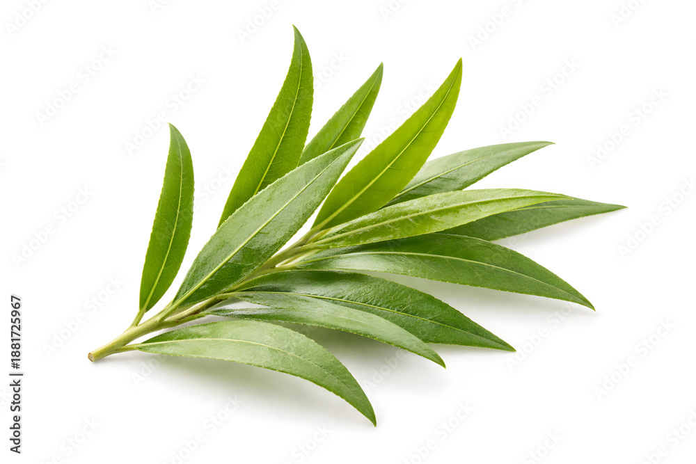 Fototapeta premium Fresh Tea Tree Leaves Branch Isolated on White Background