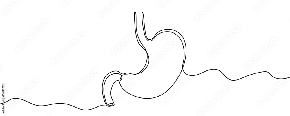 Fototapeta premium Human stomach in one line art style. Organ drawing with editable black stroke on white background. Vector illustration.