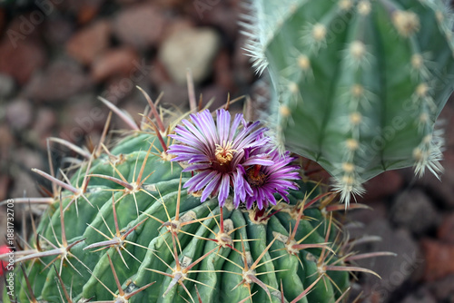 a cactus with purple flower blossom in the garden