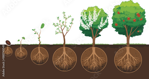 Apple tree growth stages illustration showing seed germination, seedling, sapling, flowering, fruiting, and mature apple tree lifecycle underground and above soil