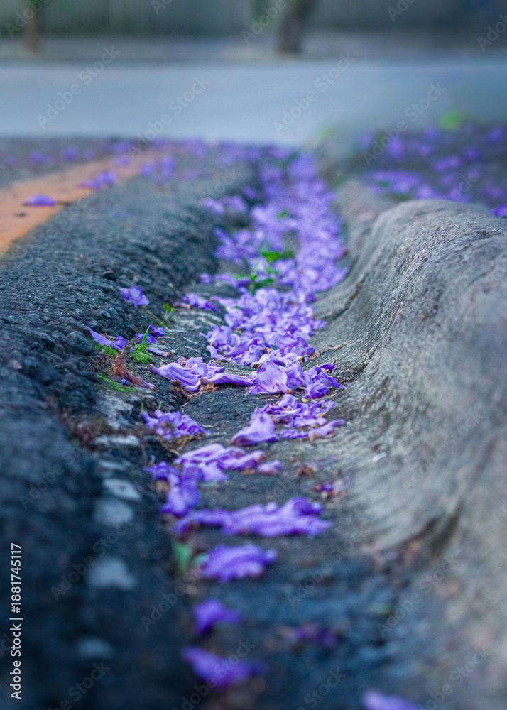 Fototapeta premium water drops on a purple flower
