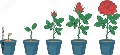 Cartoon rose plant growth stages icon set with sprout, leafy stem, rosebud, partial bloom, and full red flower.