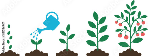 Cartoon tomato plant growth stages icon set with sprout, watering, leafy stem, branching foliage, and ripe red fruits.