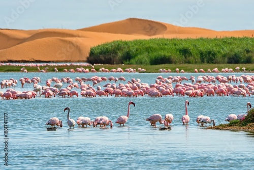 Flamingos in lagoon of Walwis bay, sandy dunas on the background. Namibia, Africa