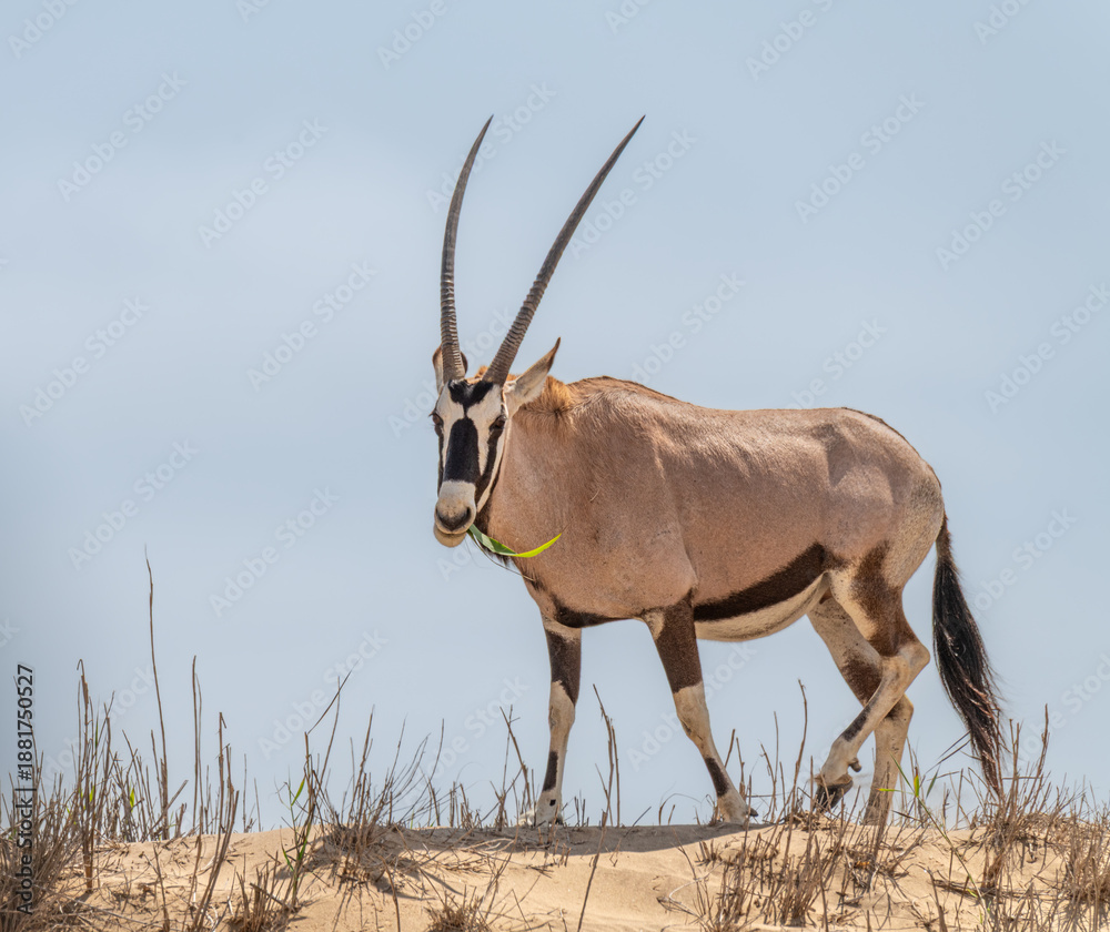 Fototapeta premium Oryx eating standing on a sand dune near Walvis Bay and Sandwich Harbour, Namibia, Africa