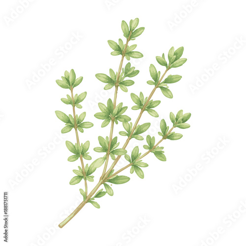 Watercolor illustration of a fresh thyme sprig on a white background.