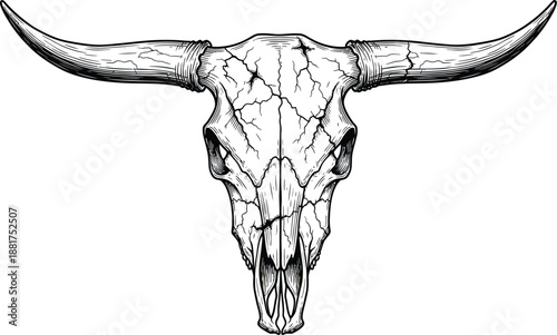 Vintage bull skull illustration with long horns, rustic buffalo skull engraving, desert cow cranium sketch