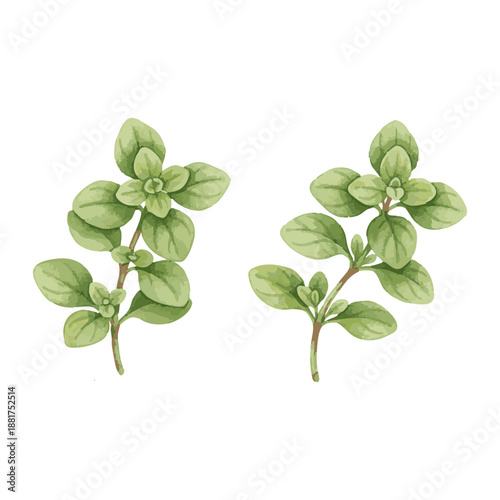 Watercolor illustration of fresh oregano sprigs on a white background.