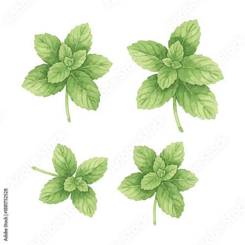 Fresh Mint Leaves Illustration.