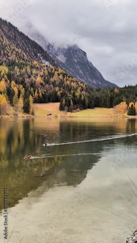 A peaceful shot of ducks gliding across the crystal surface of a mountain lake, reflecting golden autumn trees and misty peaks. The video captures the serene beauty of the Alps during the fall season.