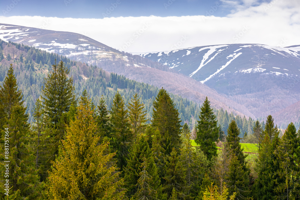 Fototapeta premium coniferous forest of carpathian mountain landscape in spring. lush green nature environment with cloudy sky. view of snow peaks. remote place for outdoor adventures. concept for wellness and escape