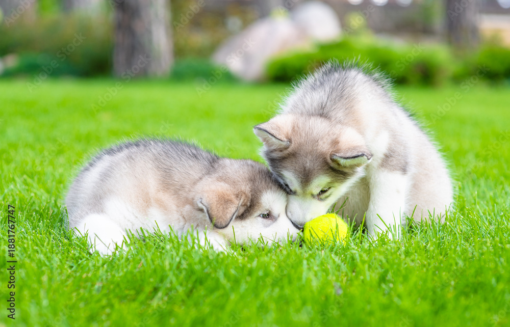 Naklejka premium Two playpul alaskan malamute puppies lplaying on green summer grass with tennis ball
