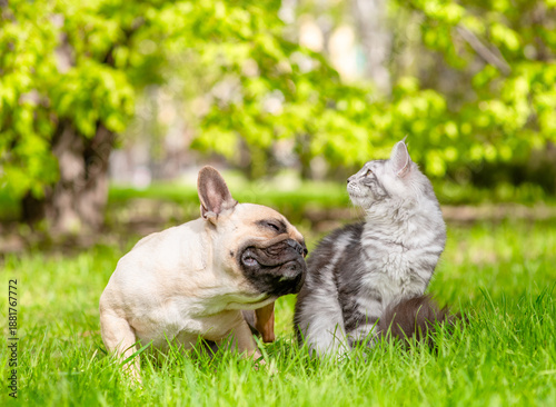 Foto French Bulldog puppy and Maine coon cat sit together on green summer grass a sunny park
