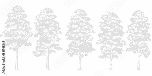 A row of slender gray trees silhouetted against a plain white background