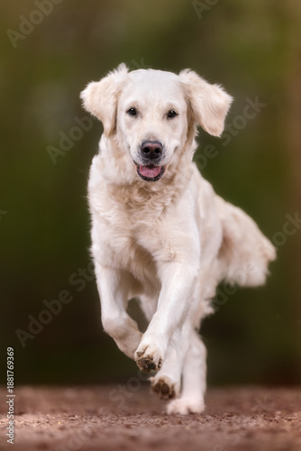Running golden retriever