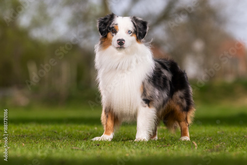 Australian Shepherd
