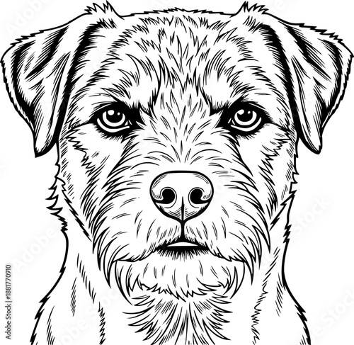 Border Terrier dog breed with scruffy coat in alert standing pose for loyal pet companion and working hunter – Black and White Vector Illustration