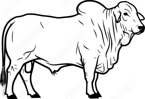 Brahman cow cattle with characteristic hump and loose skin for farm animal breed and agriculture concept – Black and White Vector Illustration