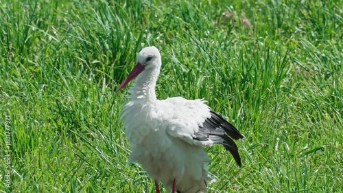 Lithuanian stork in the wild stands on a meadow, preening and fluffing its feathers. Summer sunny day.