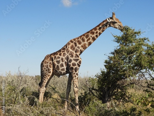 Photography giraffe in the wild