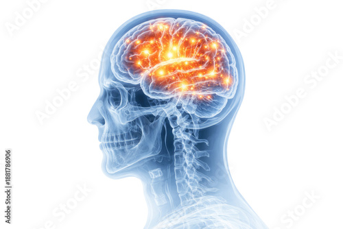 Wallpaper Mural Human brain activity visualization inside transparent head anatomy showing neural signals and cognitive function medical illustration isolated on white background Torontodigital.ca