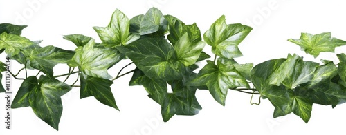 The Ivy Vine Stretched Horizontally With Bright Green Glossy Leaves On White Background