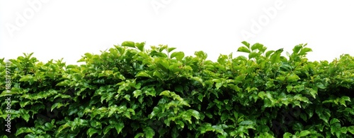The green hedge spanning the frame with lush leaves on a white backdrop