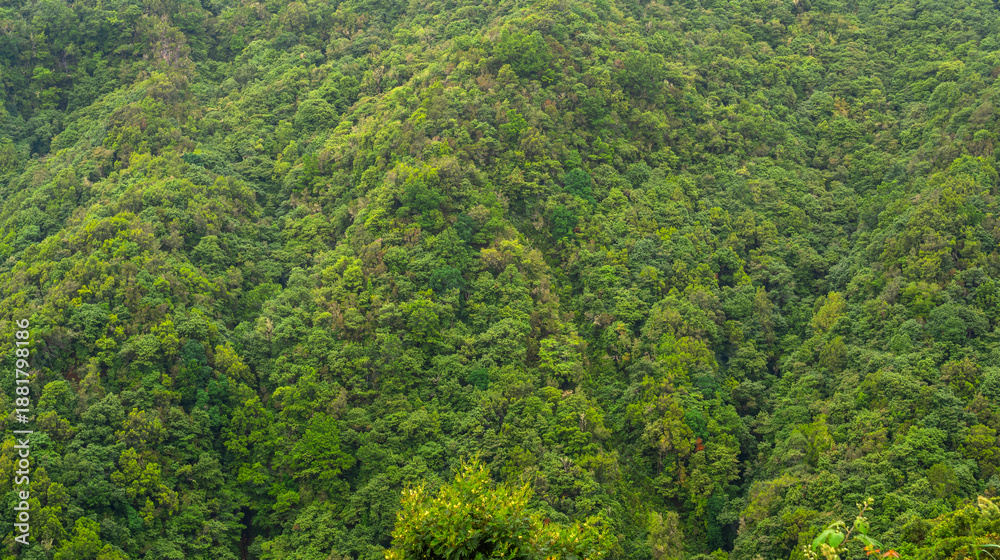 Εκτύπωση καμβά Madeira Evergreen Laurissilva Forest, Ribeiro Frio Forestal Park, Madeira, Portu