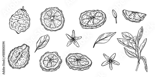 Slice and whole of bergamot, citrus flowers and leafy branch clip art black ink sketch. Monochrome Asian juicy fruit set vector isolated illustration. Kaffir lime for menu, cosmetic packaging