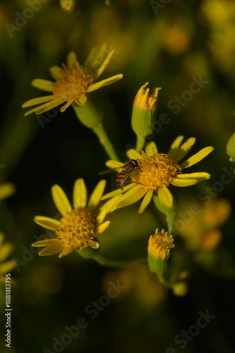Bilde på lerret Small hoverfly insect pollinating bright yellow Senecio flowers in the sun