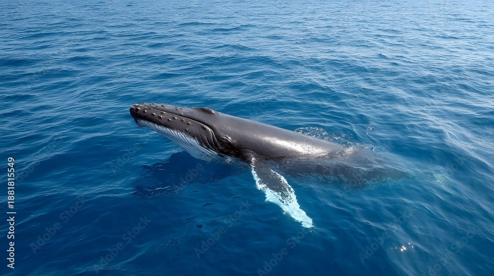 Fototapeta premium A majestic humpback whale surfaces in the clear blue ocean showcasing its powerful form against the tranquil water