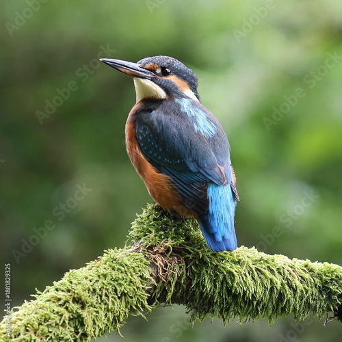 Kingfisher 