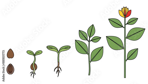 Plant Life Cycle Stages from Seed to Flower.