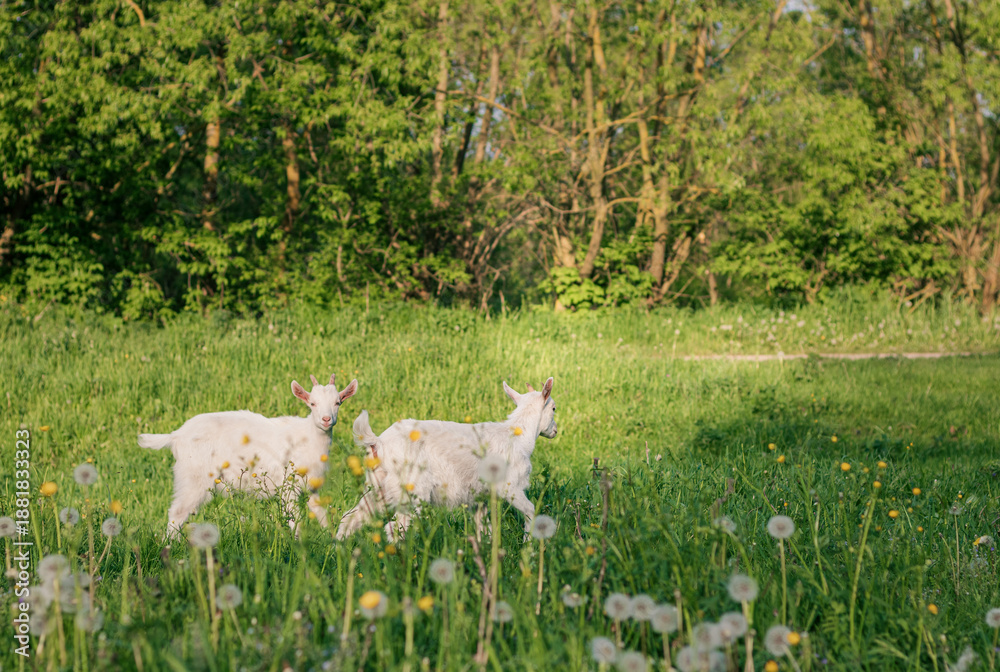 Obraz premium baby goat eating grass. white goat on a meadow. goats on a meadow. baby goat and mother. two white goats