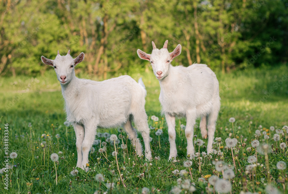 Obraz premium baby goat eating grass. white goat on a meadow. goats on a meadow. baby goat and mother. two white goats
