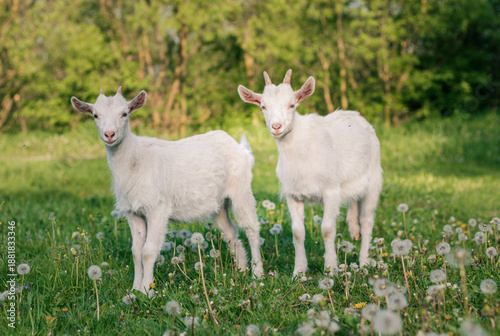 baby goat eating grass. white goat on a meadow. goats on a meadow. baby goat and mother. two white goats