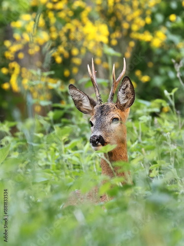 Rehbock in einer Wiese