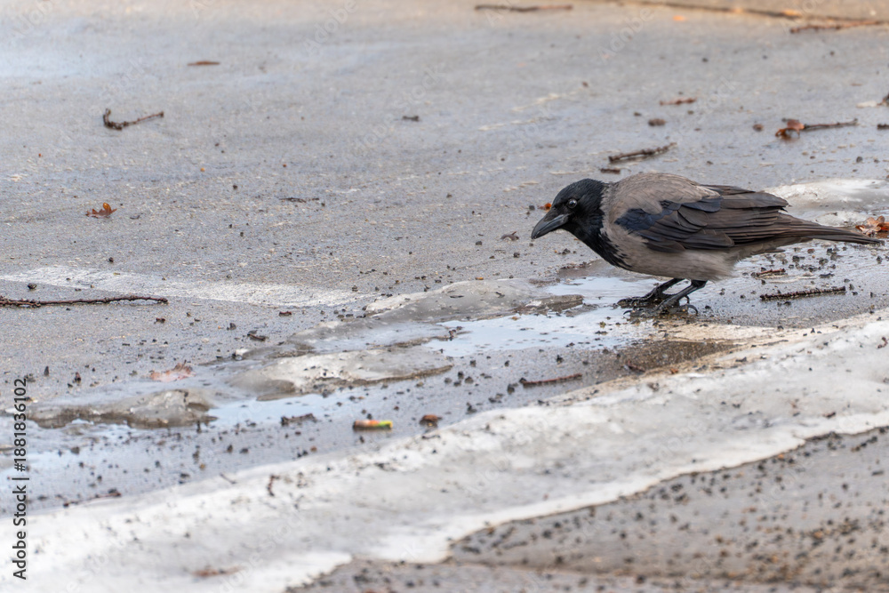 Fototapeta premium A black crow is walking on a wet road. The road is covered in leaves and debris. The bird is walking on the wet pavement