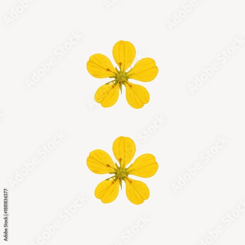 Yellow flowers on white background.