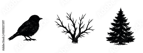 Silhouetted crow tree and pine tree against dark background