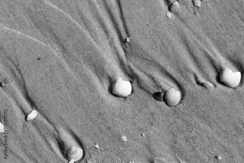 Photos Black and white иroken seashells on wet sand beach