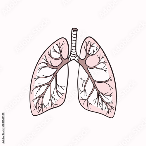 A simple diagram illustrating the human lungs, trachea, and bronchial tree