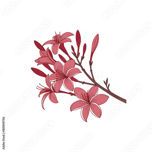 An elegant vector illustration of delicate snowdrop flowers in full bloom