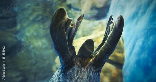 Quadro su tela Tail Of Common Seal Close Up View