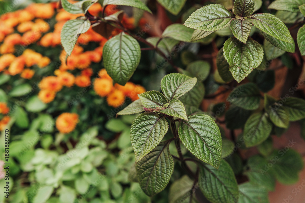Naklejka premium Green leaves and orange blossoms close up detail in bright natural daylight garden setting