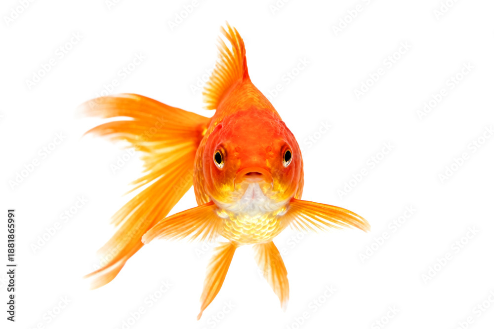 Fototapeta premium Close-up of a Vibrant Orange Goldfish